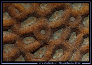 Details of a Coral, Marsa Shagra in Egypt Red Sea... :O)... by Michel Lonfat 